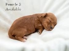 Adorable Maltipoo Puppies for Sale! 3 Reservations Available! - Photo 7