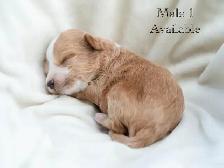 Adorable Maltipoo Puppies for Sale! 3 Reservations Available! - Photo 8