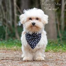 Adorable Maltipoo Puppies for Sale! 3 Reservations Available! - Photo 9