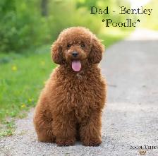 Adorable Maltipoo Puppies for Sale! 3 Reservations Available! - Photo 10