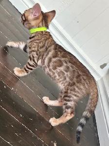 3 bb bengal mâle