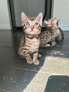 3 bb bengal mâle - Photo 3