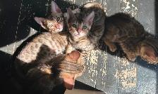 3 bb bengal mâle - Photo 4