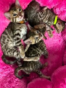 3 bb bengal mâle - Photo 6