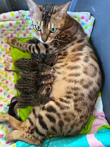 3 bb bengal mâle - Photo 8