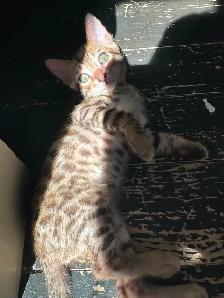 3 bb bengal mâle - Photo 3