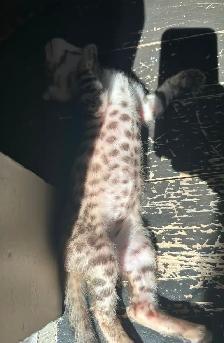 3 bb bengal mâle - Photo 5