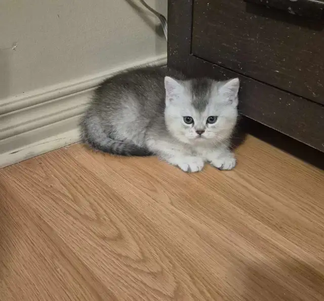 BSH kittens