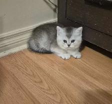 BSH kittens