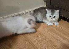 BSH kittens - Photo 2