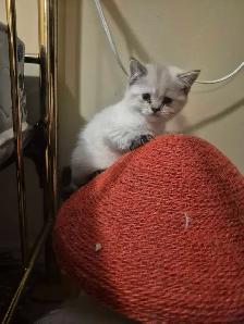 BSH kittens - Photo 3