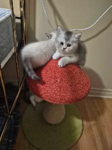 BSH kittens - Photo 4