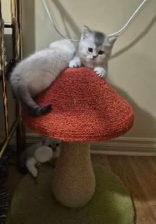 BSH kittens - Photo 5