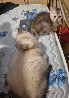 BSH kittens - Photo 6