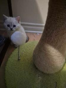 BSH kittens - Photo 7