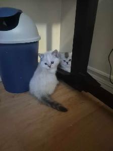 BSH kittens - Photo 8