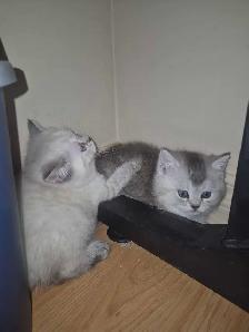 BSH kittens - Photo 9