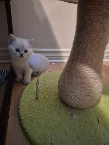 BSH kittens - Photo 10