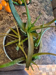 Pleins de plantes aloes avec le gors pot