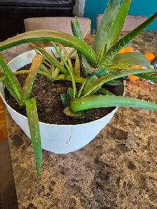 Pleins de plantes aloes avec le gors pot - Photo 2