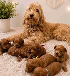 GOLDENDOODLES F1BB 15-25 POUNDS/LIVRES