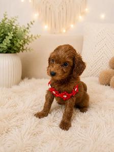 GOLDENDOODLES F1BB 15-25 POUNDS/LIVRES - Photo 2