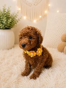 GOLDENDOODLES F1BB 15-25 POUNDS/LIVRES - Photo 3