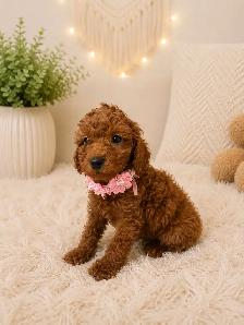GOLDENDOODLES F1BB 15-25 POUNDS/LIVRES - Photo 4