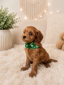 GOLDENDOODLES F1BB 15-25 POUNDS/LIVRES - Photo 5