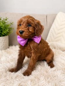 GOLDENDOODLES F1BB 15-25 POUNDS/LIVRES - Photo 6