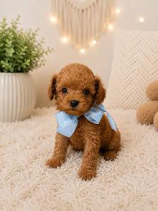 GOLDENDOODLES F1BB 15-25 POUNDS/LIVRES - Photo 8