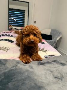 GOLDENDOODLES F1BB 15-25 POUNDS/LIVRES - Photo 9