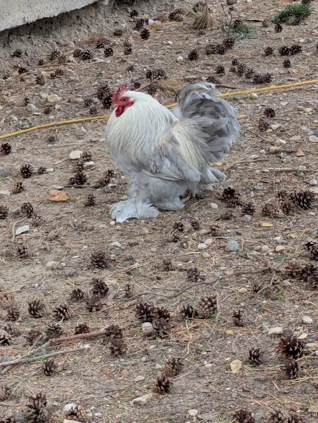 Bantam cochin pairs for sale