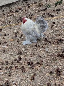 Bantam cochin pairs for sale