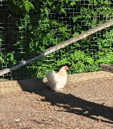 Bantam cochin pairs for sale - Photo 2