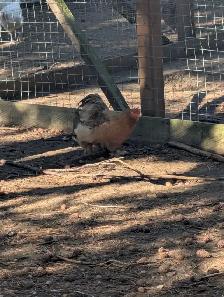 Bantam cochin pairs for sale - Photo 3