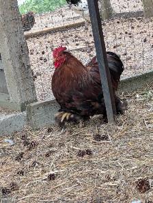 Bantam cochin pairs for sale - Photo 4