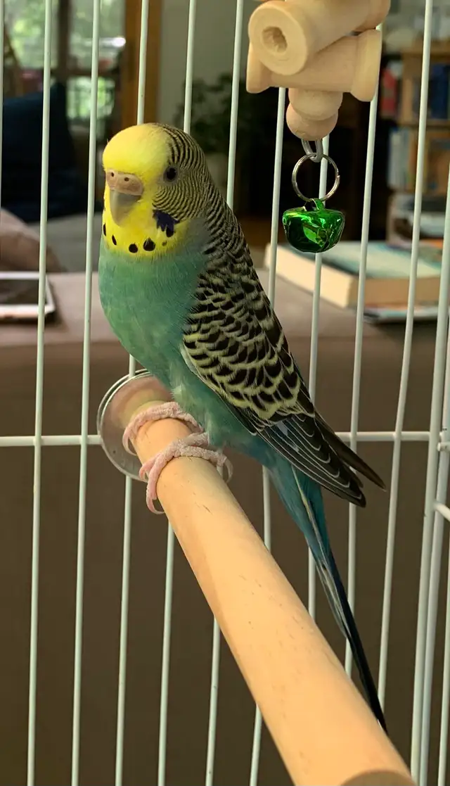 Beautiful Budgie