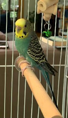 Beautiful Budgie