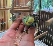 Beautiful Budgie - Photo 2