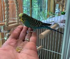 Beautiful Budgie - Photo 3
