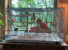 Beautiful Budgie - Photo 4