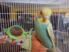 8  WEEK  OLD  BABY  BUDGIE  FOR  SALE - Photo 3
