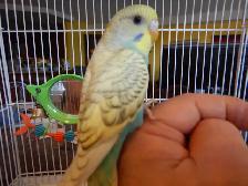 8  WEEK  OLD  BABY  BUDGIE  FOR  SALE - Photo 10