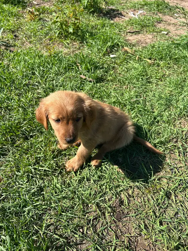 Beautiful dark Golden retrievers