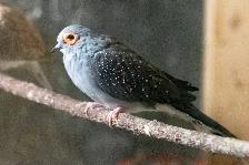 Gouldian Finches $60 each (Price Reduced !) - Photo 9