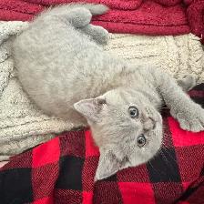 lilac Sienese & Scottish fold girl