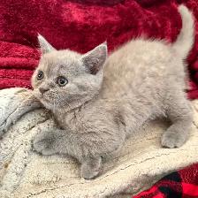 lilac Sienese & Scottish fold girl - Photo 3