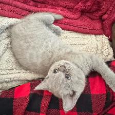 lilac Sienese & Scottish fold girl - Photo 4