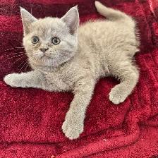 lilac Sienese & Scottish fold girl - Photo 5